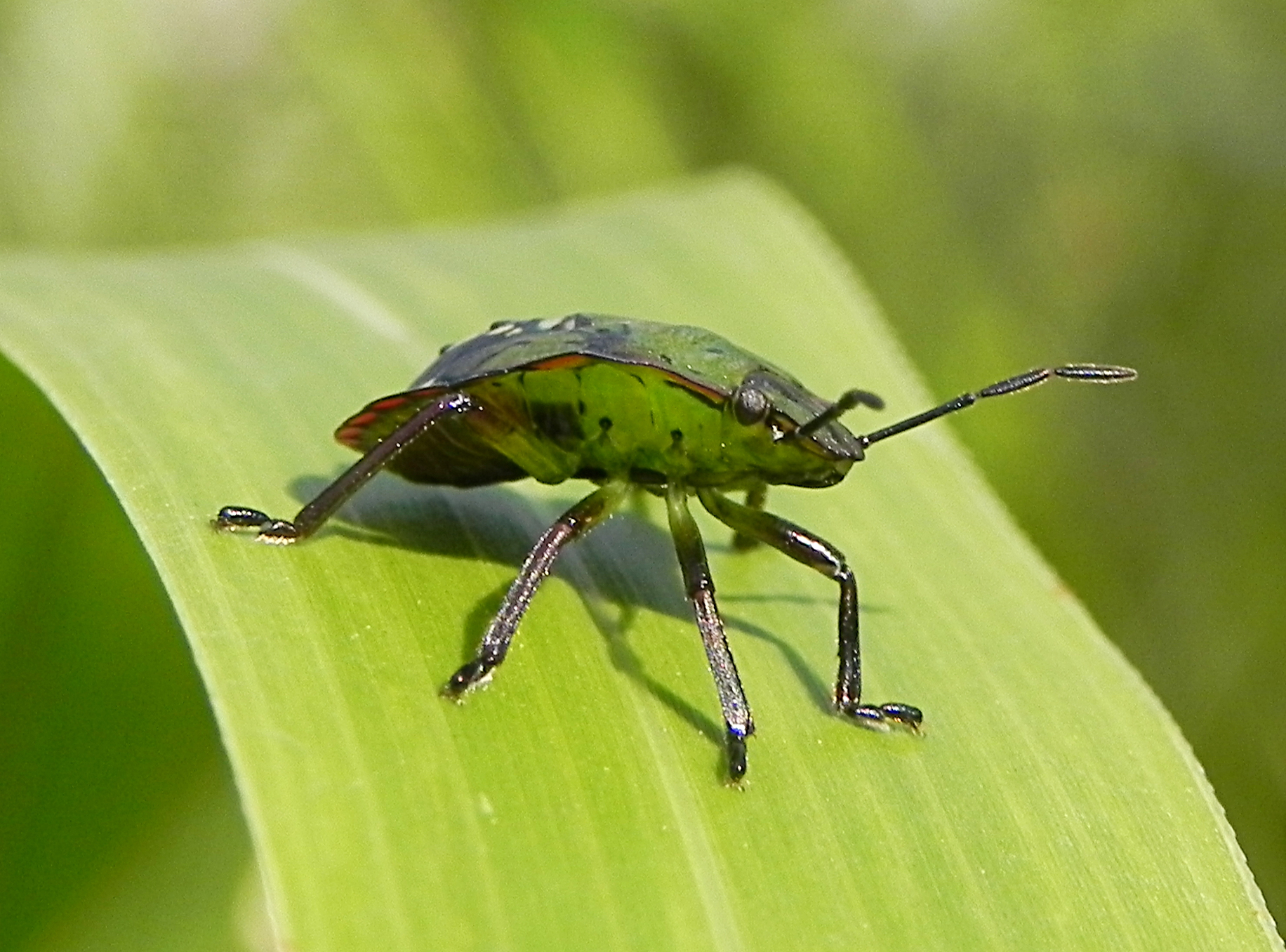 Fam. Pentatomidae, Italia, Brescia. 23 Aug 2014. Provided by Paolo to children for didactics, but not shot with them.